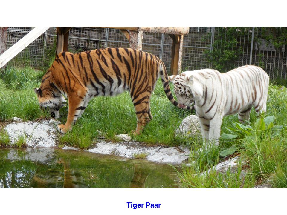 Tiger Paar